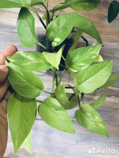 Сциндапсус /эпипремнум