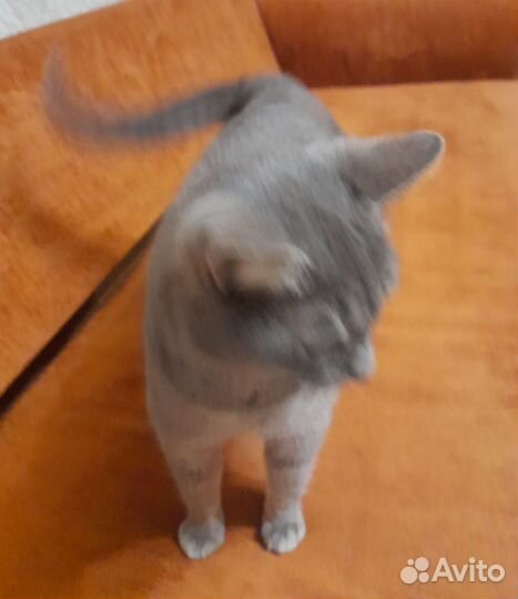 Котик кастрирован