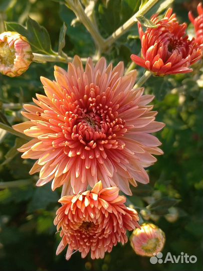 Хризантемы