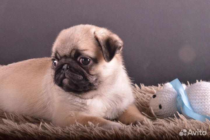 Щенки мопса