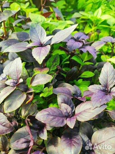 Овощи, цветы и др