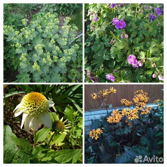 Садовые цветы