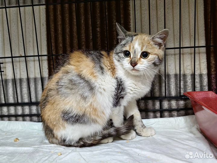 Кошка 4,5 месяца в добрые руки