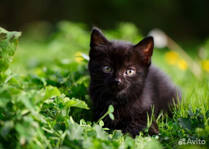 Котенок бесплатно