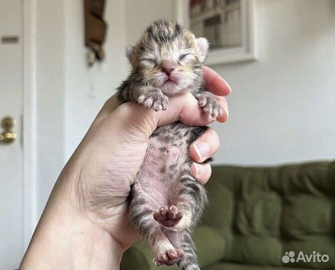 Котята