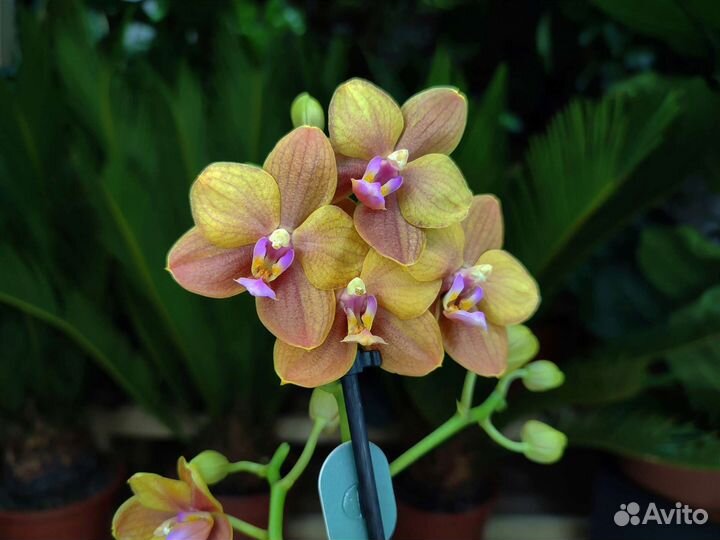 Ароматная орхидея фаленопсис