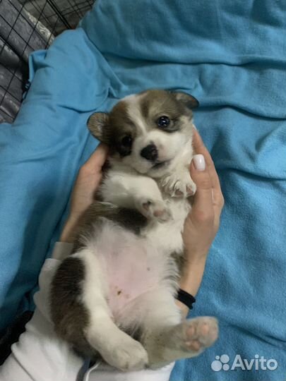 Щенки корги