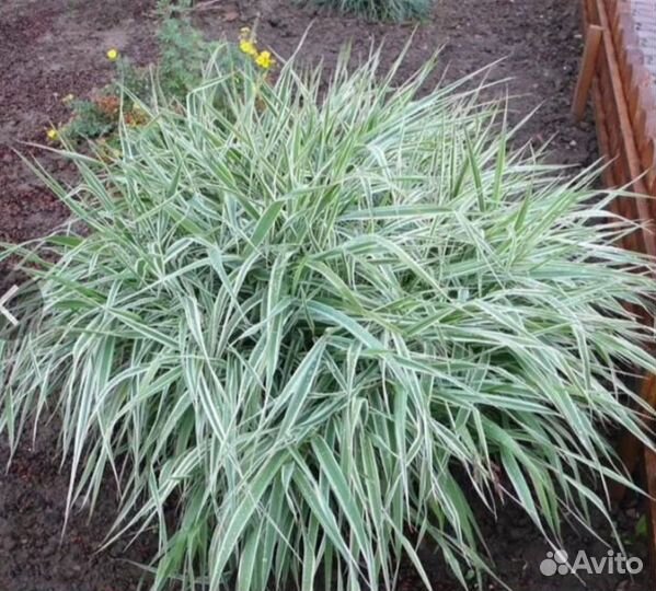 Фалярис тростниковый