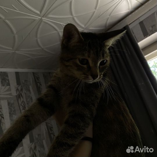 Кошка в добрые руки