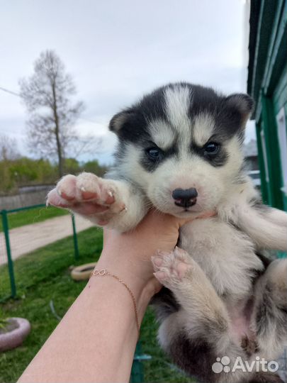 Щенки хаски