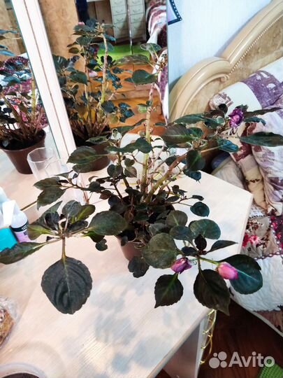 Комнатные цветы