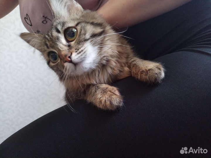 Кошка
