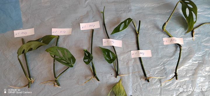 Монстера Адамсона