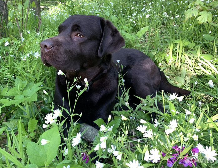 Лабрадор кобель РКФ для вязки