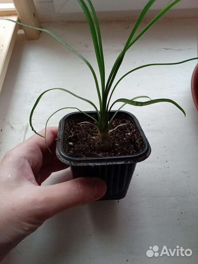 Комнатные цветы 4