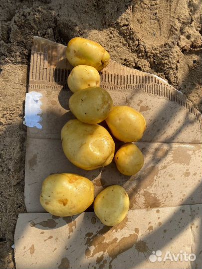 Картофель Коломба 5+