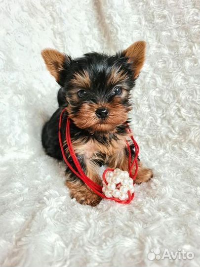 Щенки Йоркширского терьера мини