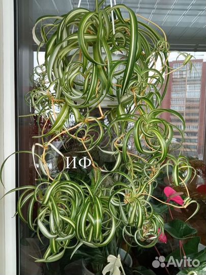 Хлорофитум Бони для дома