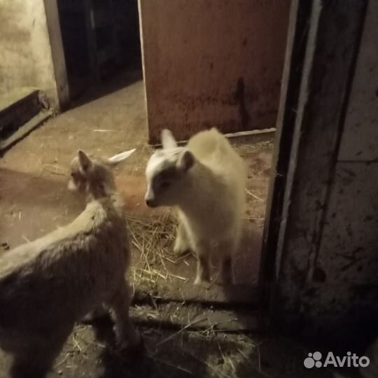 Козленок и козочка 3 недельные