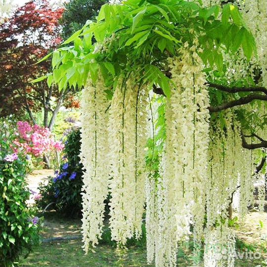 Лианы-Глициния, Кампсис, Жимолость и др