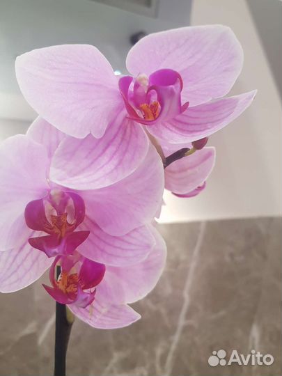 Орхидея фаленопсис