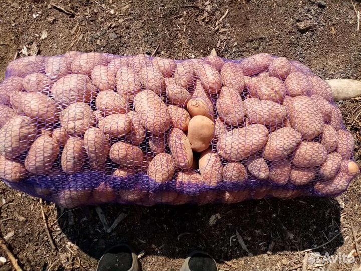 Продам картофель