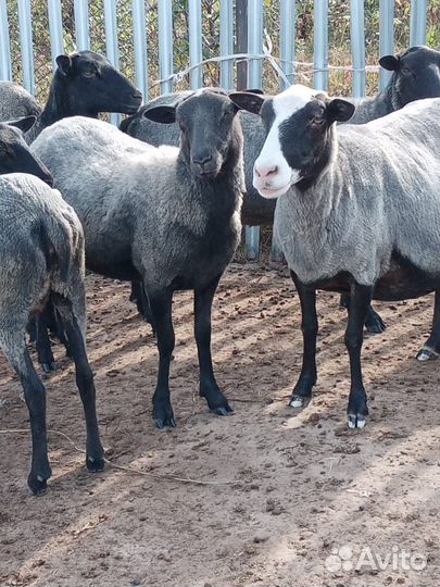 Овцы бараны ягнята романовские