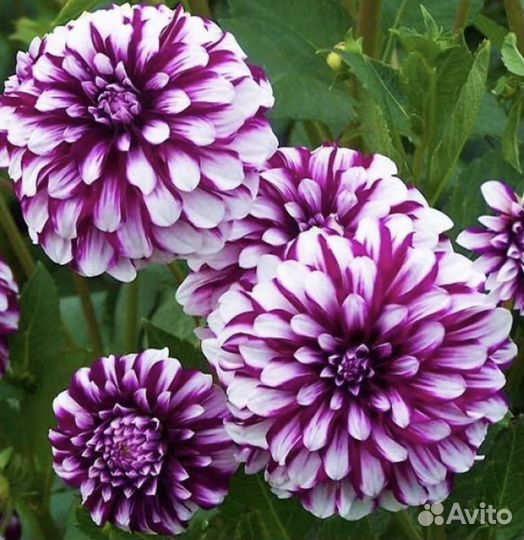 Георгины клубни