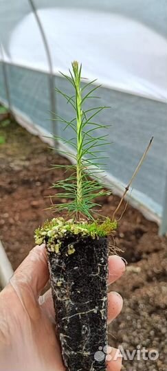 Сеянцы ели европейской зкс от производителя