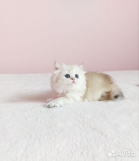 Шотландская девочка Саншайн