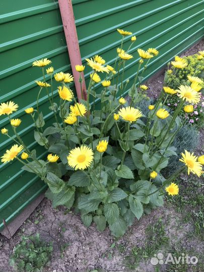 Многолетние растения