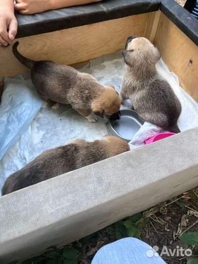 Сиротки без мамы, 1 месяц