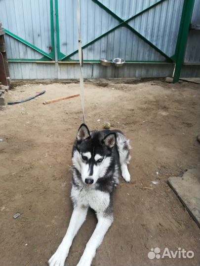 Сибирский хаски