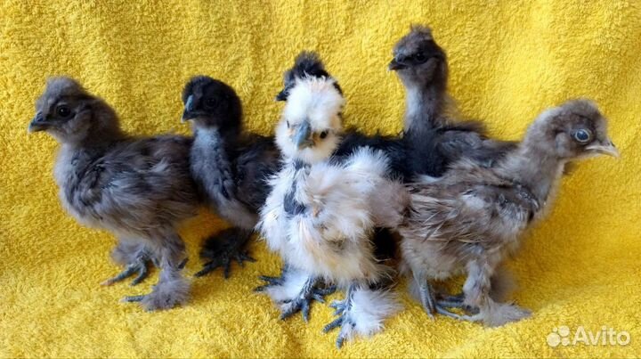 Цыплята породы 