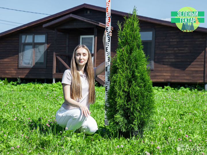 Туя смарагд 120 см свежая копка 2023