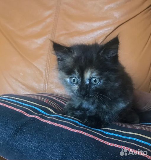 Отдам котенка в добрые руки