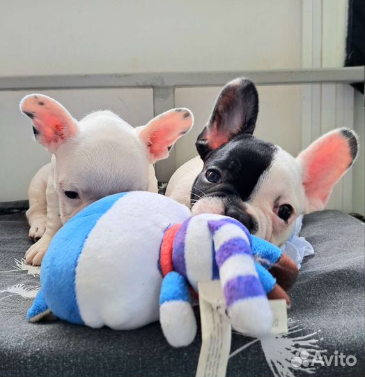 Французский бульдог щенки