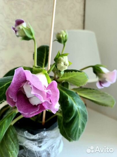 Глоксиния молодые растения