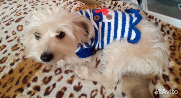 Одежда для собак