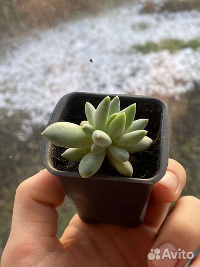 Суккулент Пахиверия