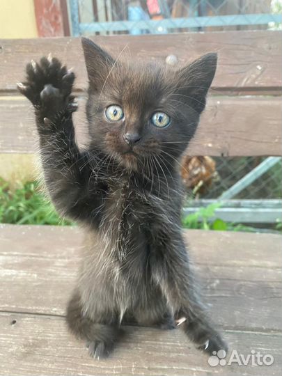 Котята в добрые руки бесплатно