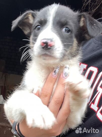 Собака в добрые руки отдам бесплатно