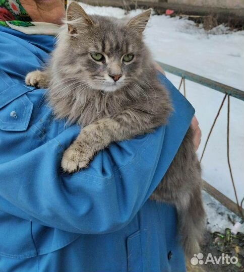 Кошка в добрые руки