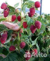 Малиновое дерево