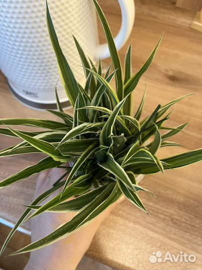 Хлорофитум лаксум