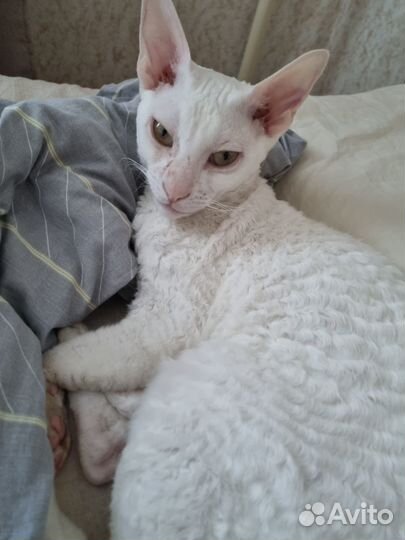 Отдам в добрые руки кошку