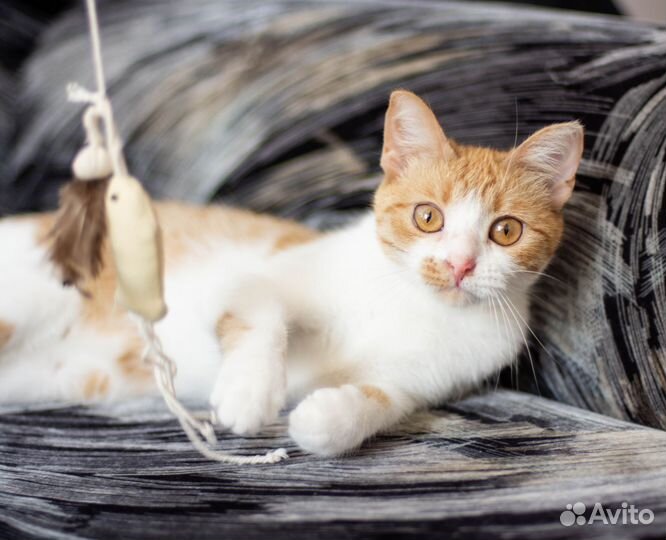 Рыжий котенок девочка