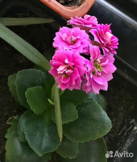 Комнатные цветы