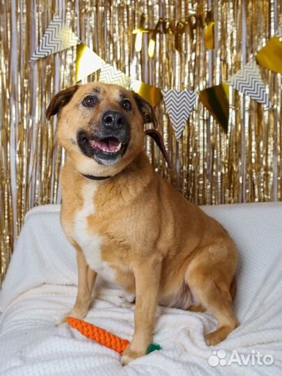 Собака ищет дом