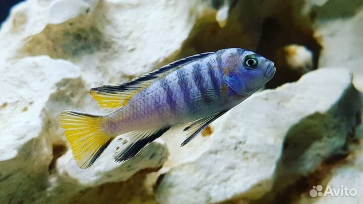 Малавийские цихлиды африка